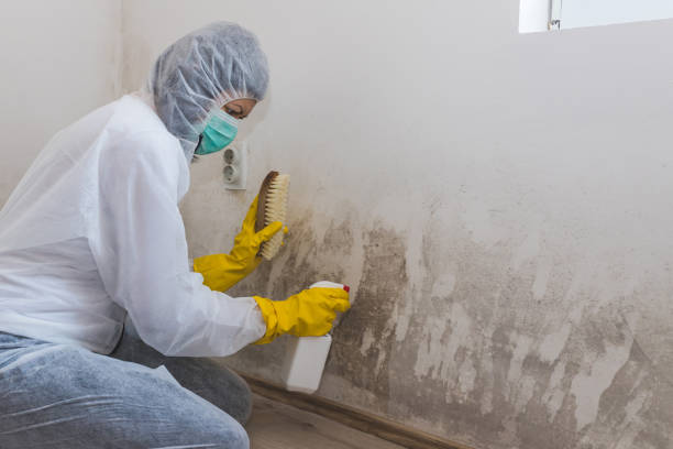 Best Local Mold Removal Service  in Hillsboro, OH