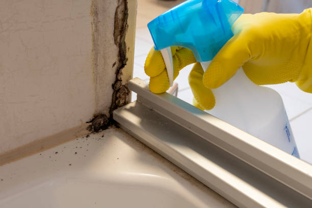 Best Emergency Mold Removal  in Hillsboro, OH