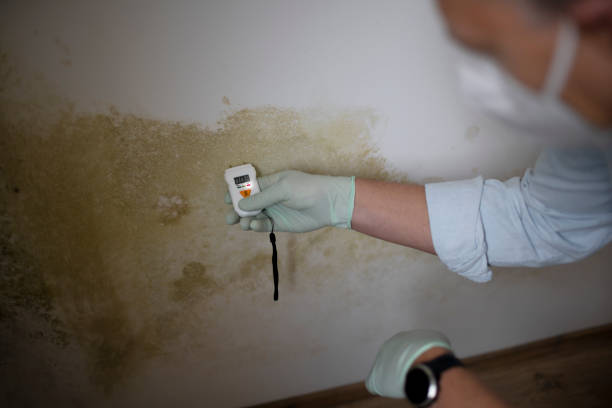 Best Mold Damage Repair  in Hillsboro, OH