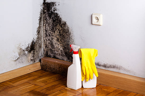 Best Certified Mold Removal  in Hillsboro, OH