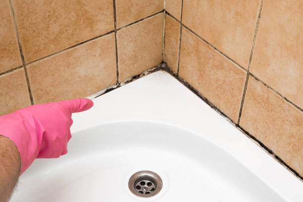 Best Commercial Mold Removal  in Hillsboro, OH